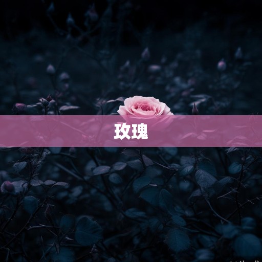 暗夜里的玫瑰与荆棘