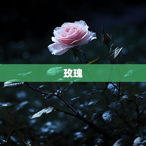 暗夜里的玫瑰与荆棘
